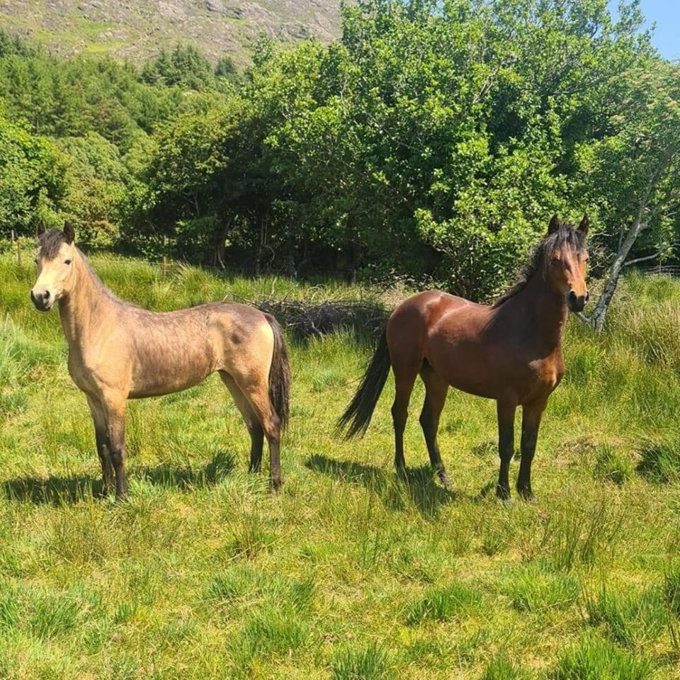 Holiday home Rosies Maum *