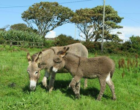 Holiday home Cleggan Beach Galway
